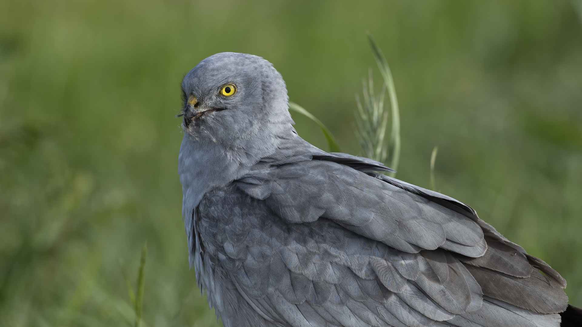 Montagu's Harrier